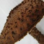 Kakaobrauner Stachelschirmling, Foto 13