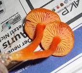 Kalkliebender Filzsaftling, Foto 7