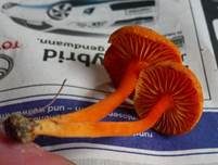 Kalkliebender Filzsaftling, Foto 8