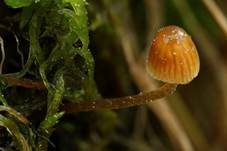 Kalyptratsporiger Moos-Häubling, Foto 7