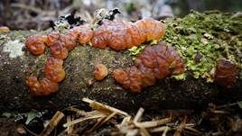 Kandisbrauner Drüsling, Foto 17