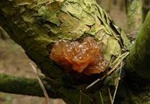 Kandisbrauner Drüsling, Foto 7