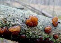 Kandisbrauner Drüsling, Foto 8