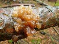 Kandisbrauner Drüsling, Foto 9