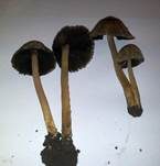 Kantigsporiger Tintling, Foto 15