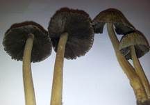 Kantigsporiger Tintling, Foto 18