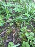 Käppchenmorchel, Foto 32