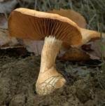 Karamellfalber Wasserkopf, Foto 7