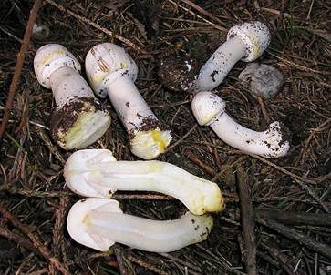 Karbol-Champignon, Foto 2