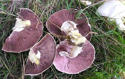 Karbol-Champignon, Foto 3