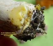 Karbol-Champignon, Foto 12