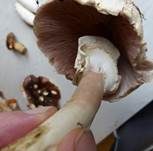 Karbol-Champignon, Foto 13