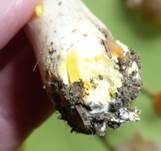 Karbol-Champignon, Foto 16