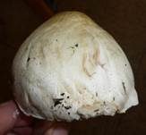 Karbol-Champignon, Foto 18
