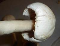 Karbol-Champignon, Foto 20