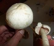 Karbol-Champignon, Foto 21