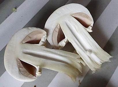 Karbol-Champignon, Foto 4