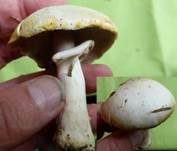 Karbol-Champignon, Foto 22
