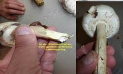 Karbol-Champignon, Foto 23