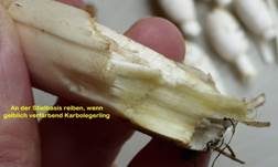 Karbol-Champignon, Foto 24