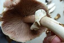 Karbol-Champignon, Foto 26