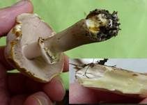 Karbol-Champignon, Foto 27