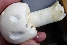 Karbol-Champignon, Foto 30