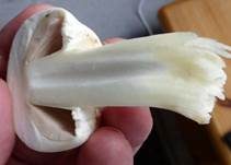 Karbol-Champignon, Foto 32
