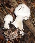 Karbol-Champignon, Foto 36
