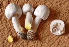 Karbol-Champignon, Foto 37