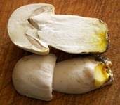Karbol-Champignon, Foto 39