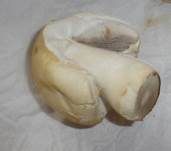 Karbol-Champignon, Foto 41