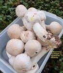 Karbol-Champignon, Foto 42