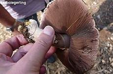 Karbol-Champignon, Foto 7