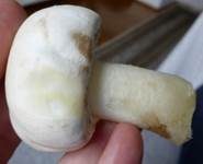 Karbol-Champignon, Foto 8