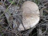 Karbol-Champignon, Foto 11