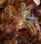 Binsenkeule, Foto 12
