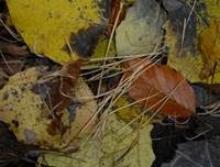 Binsenkeule, Foto 9