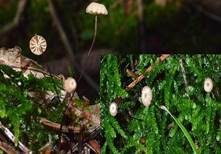 Käsepilzchen, Foto 8