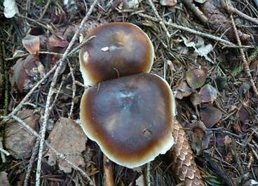 Kastanienbrauner Rübling, Foto 3