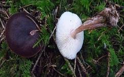 Kastanienbrauner Rübling, Foto 12