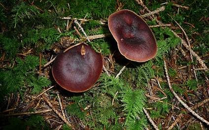 Kastanienbrauner Rübling, Foto 4
