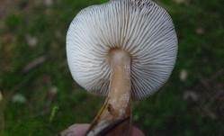 Kastanienbrauner Rübling, Foto 23
