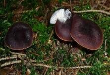 Kastanienbrauner Rübling, Foto 26