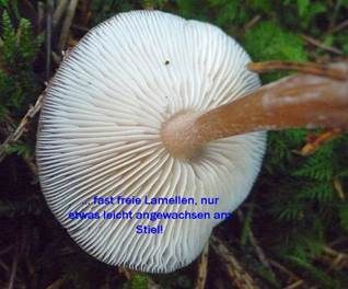Kastanienbrauner Rübling, Foto 5