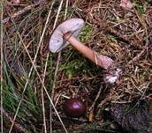 Kastanienbrauner Rübling, Foto 8