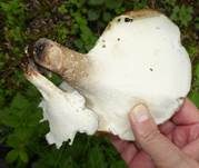 Kastanienbrauner Stielporling, Foto 18