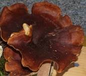Kastanienbrauner Stielporling, Foto 29