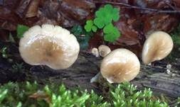 Kastanienbrauner Stielporling, Foto 37