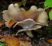 Kastanienbrauner Stielporling, Foto 82